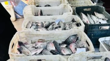 تحديث يومي أسعار الدواجن واللحوم والأسماك في سوهاج